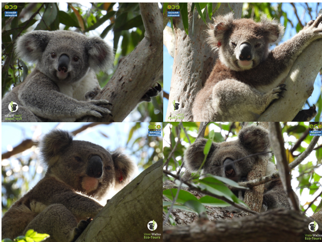 koala tours bb